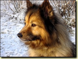 The Dog